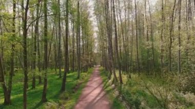 İnsansız hava aracı ağaçların arasında yavaşça uçar, güneşli havada halk parkında yürür, ağaçlarda genç yapraklar, ağaçların arasından güneş ışığı...