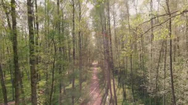 Die Drohne fliegt langsam durch Bäume, Menschen laufen bei sonnigem Wetter im öffentlichen Park, junges Laub in den Bäumen, Sonnenlicht durch die Bäume — Stockvideo