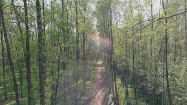 De drone hangt niet beweeglijk hoog tussen de bomen, mensen lopen in het park bij zonnig weer, jong gebladerte in de bomen, zonlicht door de bomen — Stockvideo