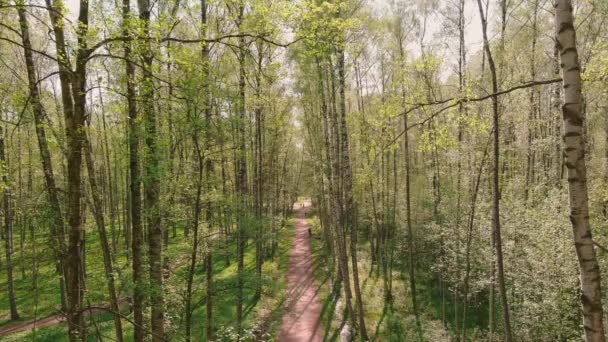 Die Drohne hängt unbeweglich hoch zwischen Bäumen, die Menschen gehen bei sonnigem Wetter im Park spazieren, junges Laub in den Bäumen, Sonnenlicht durch die Bäume — Stockvideo