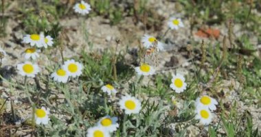 Çok renkli kelebek bir papatya çiçeğinin üzerinde oturuyor, açık havada bir sürü çiçeğin olduğu, turistler olmadan, insanlar olmadan.