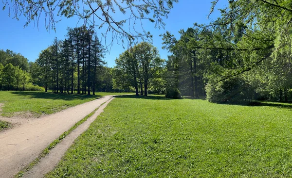 공원에서의 여름의 첫날의 파노라마, 긴 그림자, 푸른 하늘, 나무들의 무더기, 자작나무들의 탁트인 날, 맑은 날, 푸른 초원 — 스톡 사진
