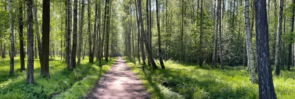 Panorama of first days of summer in a park, long shadows, blue sky, Buds of trees, Trunks of birches, sunny day, green meadow