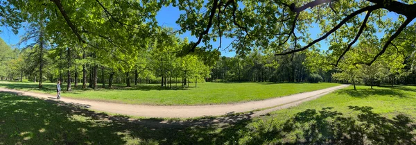 Yazın ilk günleri parkta manzara, uzun gölgeler, mavi gökyüzü, ağaçların tomurcukları, huş ağaçları, güneşli bir gün, yeşil çayır