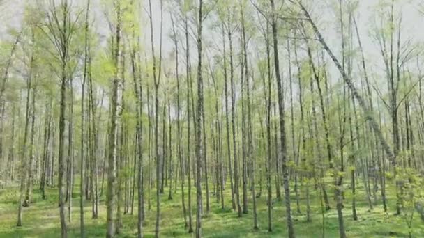 El dron vuela lentamente a través de los árboles, la gente camina en el parque público en tiempo soleado, follaje joven en los árboles, la luz del sol a través de los árboles — Vídeos de Stock