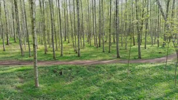 Die Drohne fliegt langsam durch Bäume, Menschen laufen bei sonnigem Wetter im öffentlichen Park, junges Laub in den Bäumen, Sonnenlicht durch die Bäume — Stockvideo