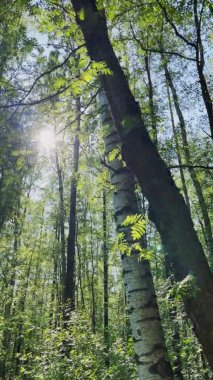 Vertical video of branches of trees at first days of summer in a park, blue sky, Buds of trees, Trunks of birches, sunny day, sun reflections