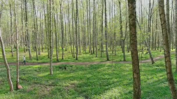 2021年5月16日，俄罗斯圣彼得堡：无人驾驶飞机缓慢地穿过树木，人们在阳光明媚的天气在公园里散步，树木中的嫩叶，阳光穿过树木 — 图库视频影像