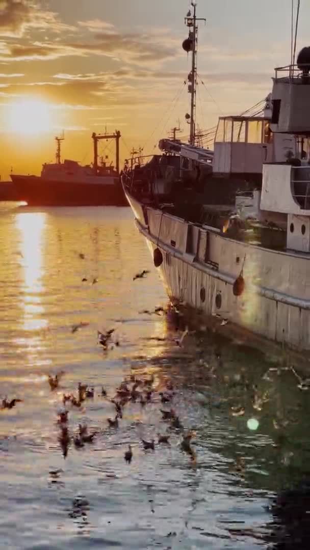Pionowe wideo wielu mew lata nad wodą o wschodzie słońca, ścieżka słoneczna, port z wieloma starymi łodziami, odbicia słońca, cisza i spokój — Wideo stockowe