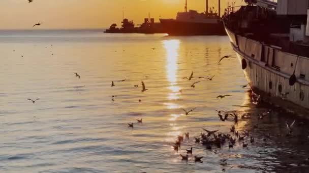 Muitas gaivotas voam sobre a água ao nascer do sol, caminho do sol, porto com muitos barcos antigos, reflexões do sol, silêncio e tranquilidade — Vídeo de Stock