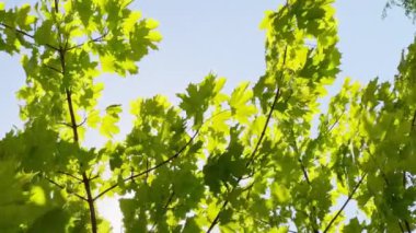 Parlak yeşil yapraklar güneş ışığında bir rüzgâr oluşturur. Arka planda mavi gökyüzü.