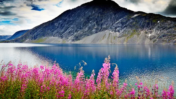 Norway . view of the lake under the glacier through the purple flowers . blue clear water — Stock Photo, Image