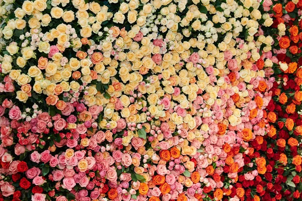 The Great Wall of roses of different colors and sizes, yellow ro — Stock Photo, Image