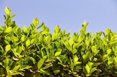 F altındaki mavi gökyüzü parlak yeşil yaprakları