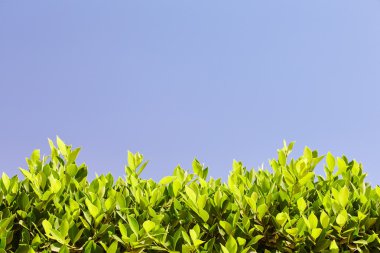 F altındaki mavi gökyüzü parlak yeşil yaprakları