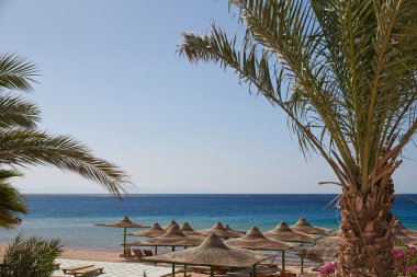 Beach, Kızıldeniz, şemsiye, şezlong, hurma dalları
