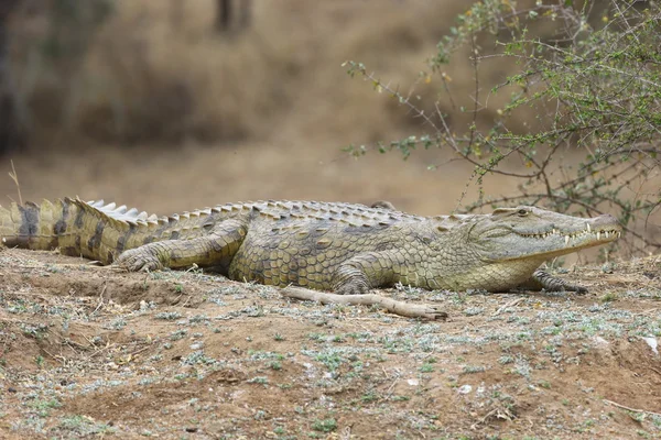 Nile Crocodile — Stock Photo, Image