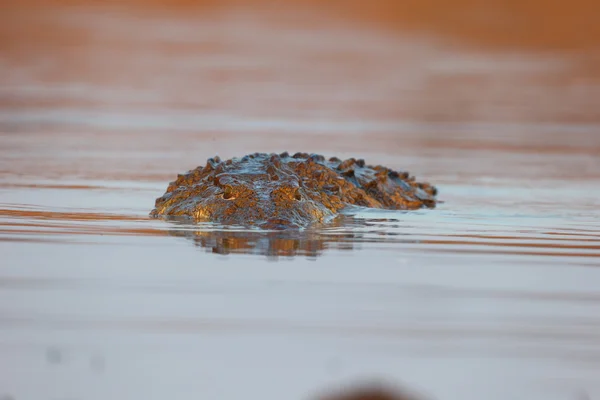 Nile Crocodile — Stock Photo, Image