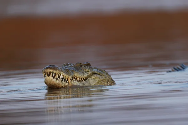 Nile Crocodile — Stock Photo, Image