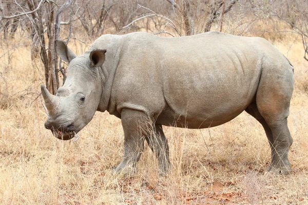 Breitmaulnashorn — Stockfoto