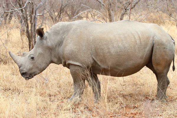 Breitmaulnashorn — Stockfoto