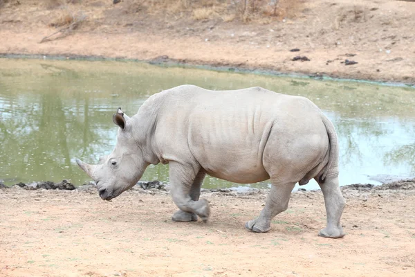 White Rhinoceros — Stock Photo, Image