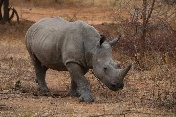 Rhinocéros blanc — Photo