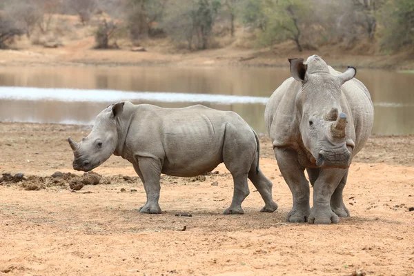 White Rhinoceros — Stock Photo, Image