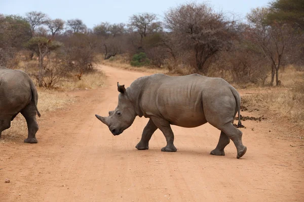 Rhinocéros blanc — Photo