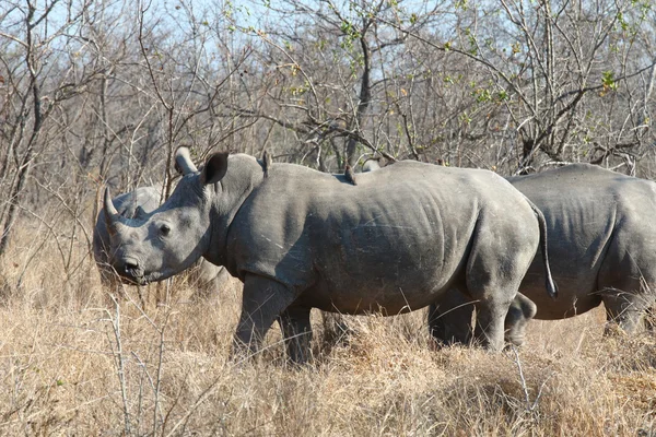 Rhinocéros blanc — Photo