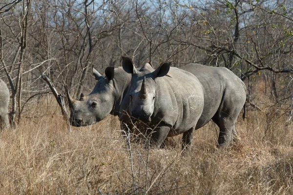 Witte neushoorn — Stockfoto