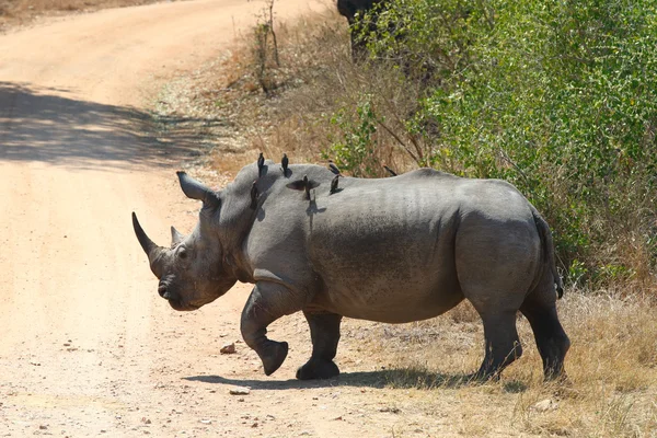 Witte neushoorn — Stockfoto