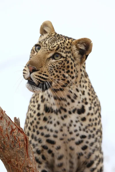 Leopardo africano — Foto Stock