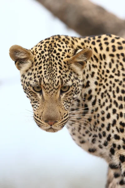 Afrikanischer Leopard — Stockfoto