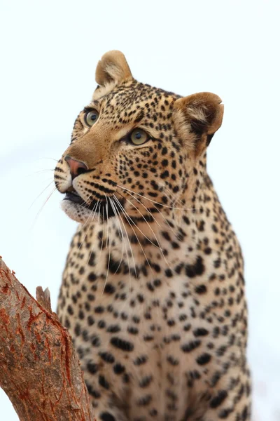 African Leopard — Stock Photo, Image