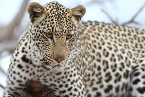 Afrikan leopardi — kuvapankkivalokuva