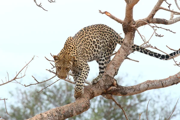 African Leopard — Stock Photo, Image