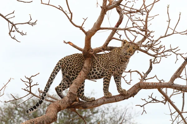 Afrikanischer Leopard — Stockfoto