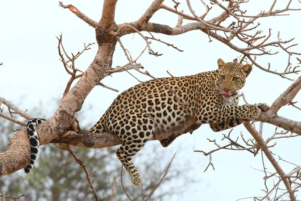 African Leopard — Stock Photo, Image