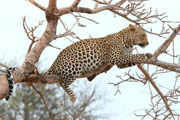 Leopardo africano — Foto de Stock