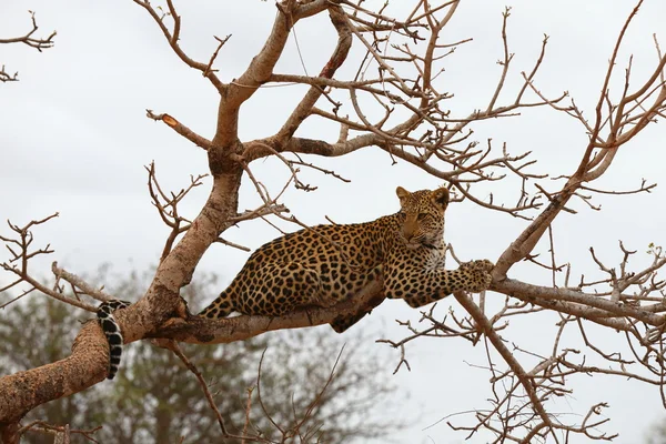 Afrikansk leopard – stockfoto