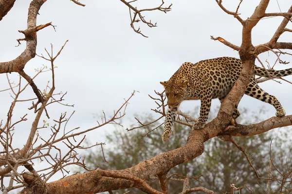 Afrikai leopárd — Stock Fotó