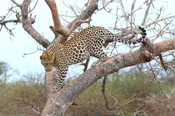 African Leopard — Stock Photo, Image