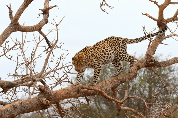 非洲豹 — 图库照片