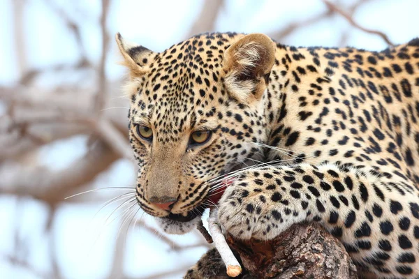 Leopardo africano — Foto Stock