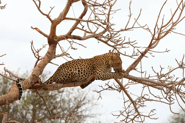 Afrikaanse leopard Rechtenvrije Stockfoto's