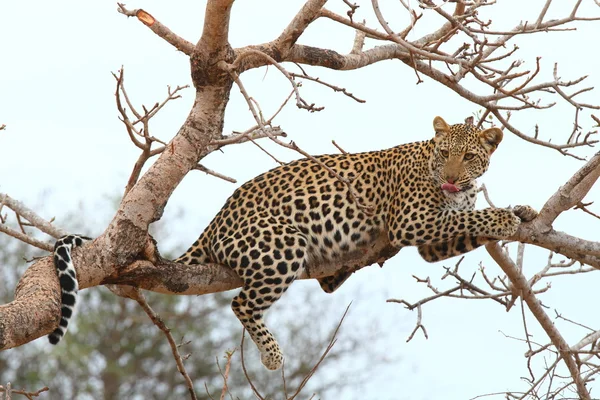 Afrikaanse leopard Stockfoto