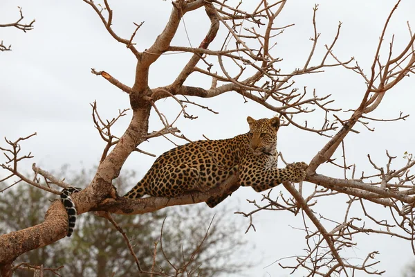 Afrikaanse leopard Stockfoto