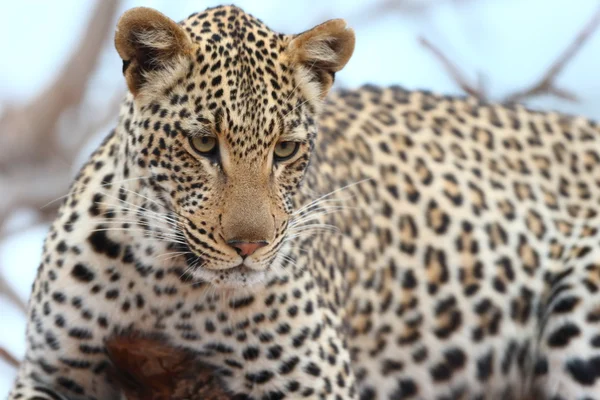 Afrikaanse leopard Rechtenvrije Stockfoto's