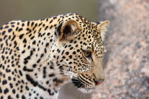 Afrikaanse leopard Rechtenvrije Stockafbeeldingen